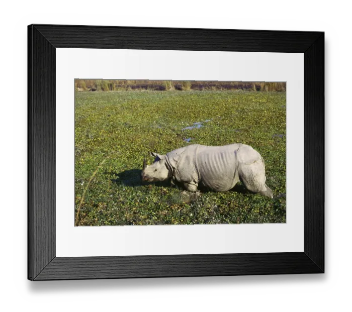 Framed Print : Rhinoceros One horned rhinoceros unicornis in swamp