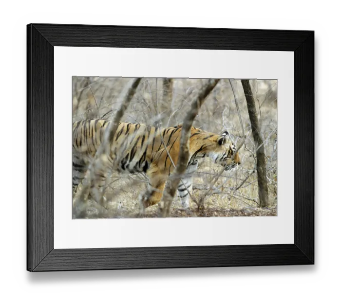 Framed Print : Tiger (Panthera Tigris) walking in forest