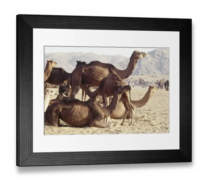Framed Print : Pushkar Fair, Camels, Rajasthan, india