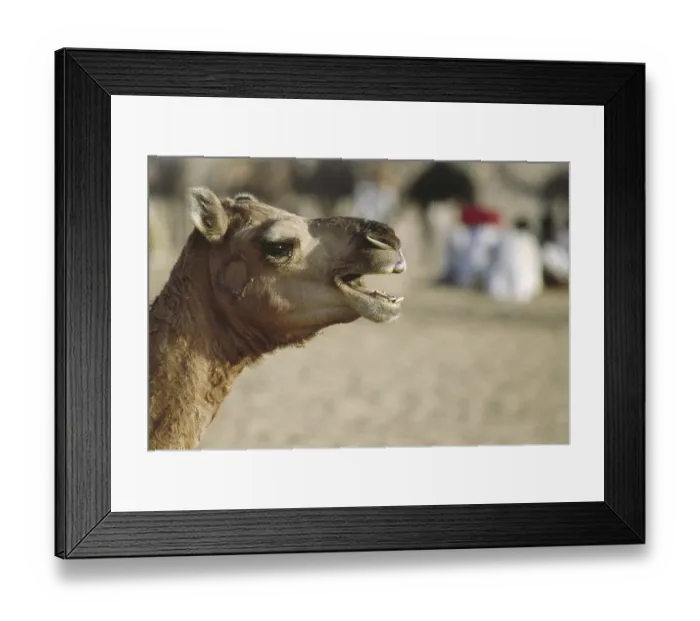 Framed Print : Camel, Pushkar Fair, Pushkar, Rajasthan