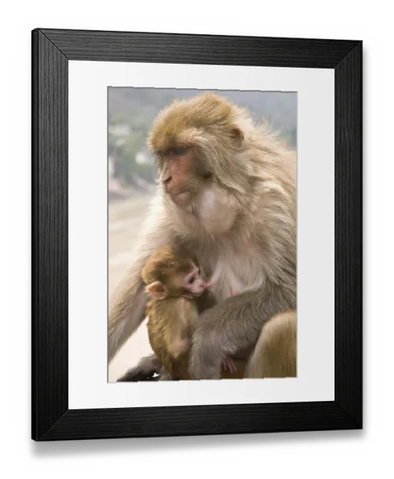 Framed Print : Rhesus macaque macaca mulatta with young