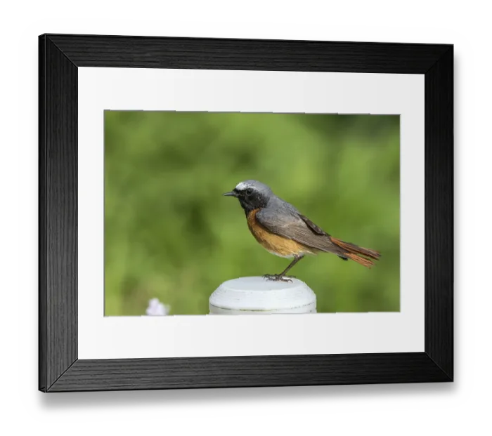 Framed Print : Common redstart - male sitting on a garden lamp (Phoenicurus phoenicurus) Framed Print : Common redstart - male sitting on a garden lamp (Phoenicurus phoenicurus)