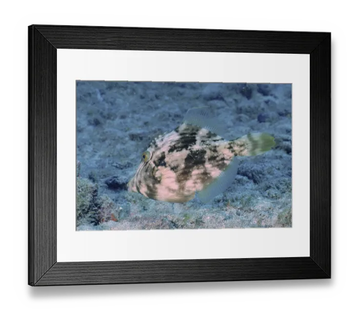 Framed Print : Brown filefish (Stephanolepis hispidus) Framed Print : Brown filefish (Stephanolepis hispidus)