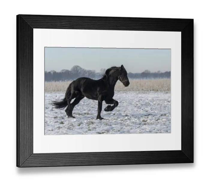 Framed Print : Frisians in the snow Framed Print : Frisians in the snow