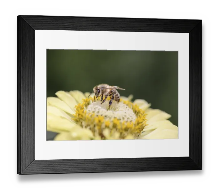 Framed Print : Bee - Apis mellifera - pollinating a flower of a garden zinnia - Zinnia elegans (Apis mellifera)
