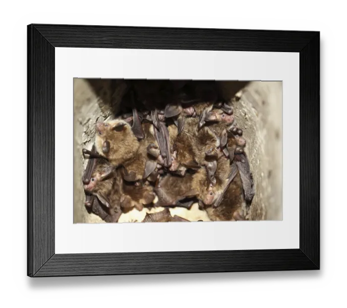 Framed Print : Bechstein's bat (Myotis bechsteinii) Bechstein's bat (Myotis bechsteinii)