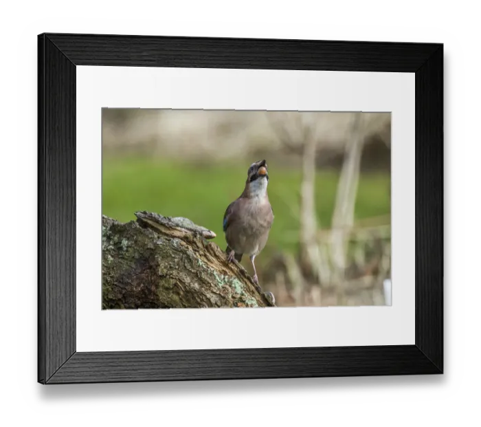 Framed Print : Eurasian jay swallows acorn (Garrulus glandarius)