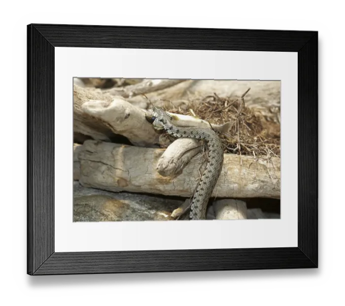 Framed Print : Grass snake (Natrix natrix) Framed Print : Grass snake (Natrix natrix)