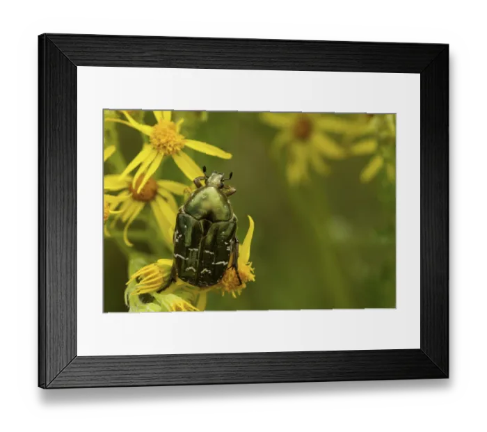 Framed Print : Rose chafer (Cetonia aurata)