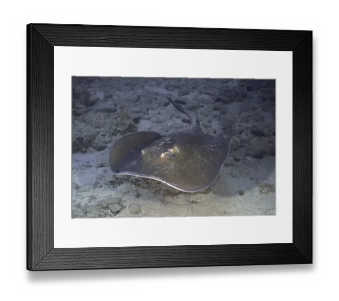 Framed Print : Round stingray (Taeniura grabata)