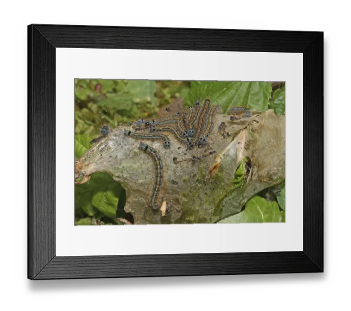 Framed Print : Ringlet moth (Malacosoma neustria) Framed Print : Ringlet moth (Malacosoma neustria)