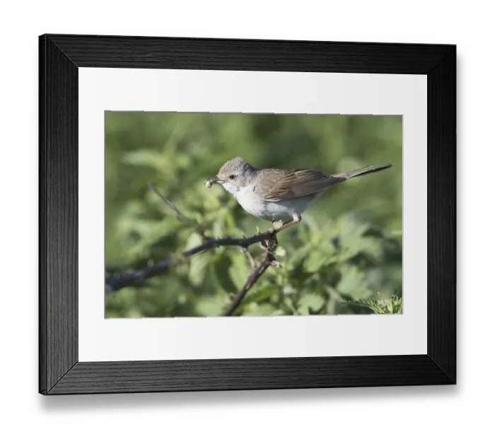 Framed Print : Common Whitethroat (Sylvia communis)