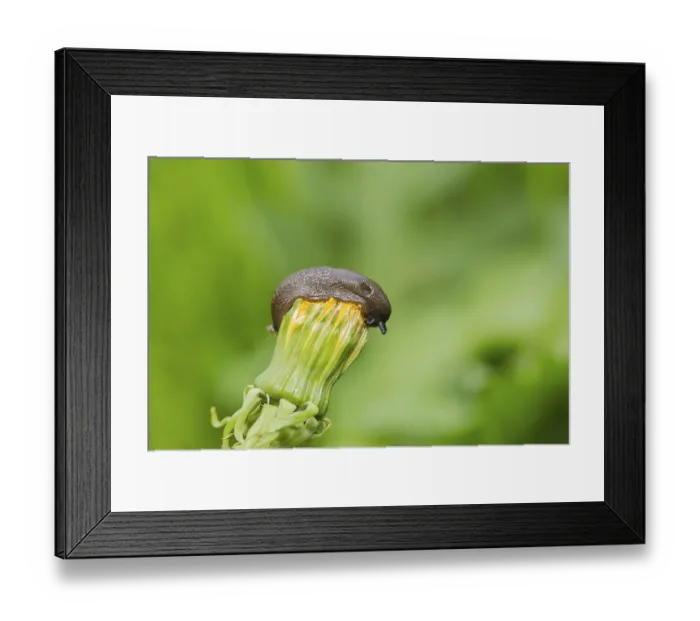 Framed Print : Snail on a dandelion flower