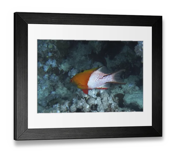 Framed Print : Duke's wrasse (Bodianus anthioides) Duke's wrasse (Bodianus anthioides)
