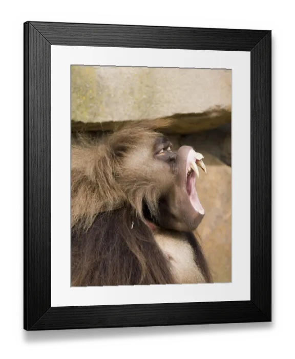 Framed Print : Djelada, blood-breasted baboon (Theropithecus gelada)