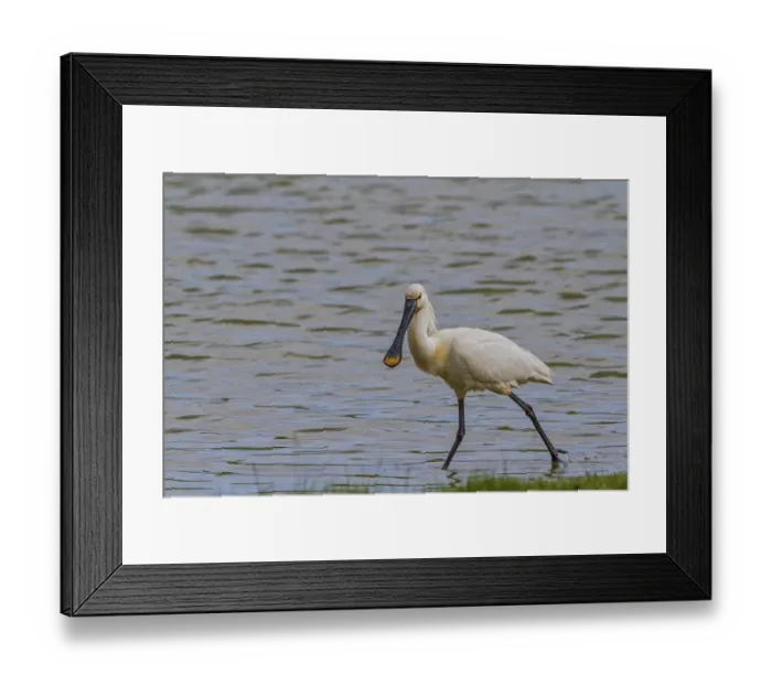 Framed Print : Spoonbill (Platalea leucorodia) Framed Print : Spoonbill (Platalea leucorodia)