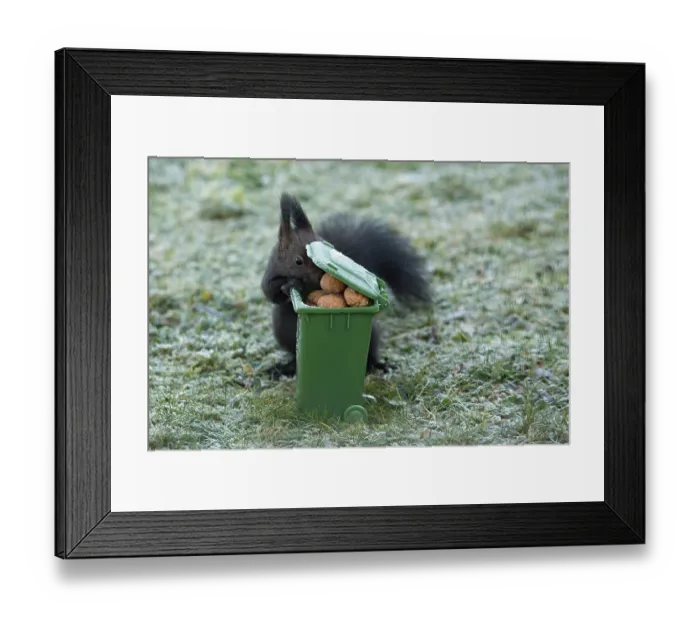 Framed Print : Squirrel (Sciurus vulgaris) Framed Print : Squirrel (Sciurus vulgaris)