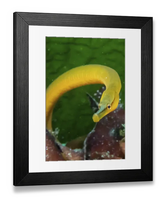 Framed Print : Snake pipefish (Entelurus aaequoreus)