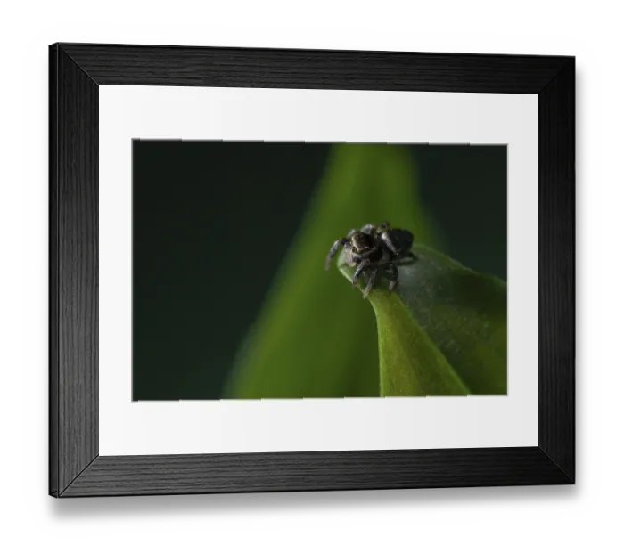 Framed Print : Jumping spider (Evarche falcata) Framed Print : Jumping spider (Evarche falcata)