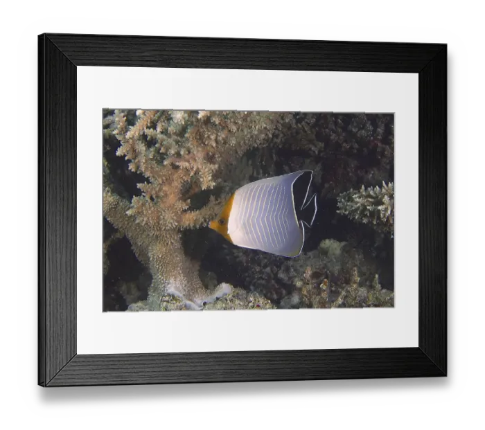 Framed Print : Red-headed butterflyfish (Chaetodon larvatus) Framed Print : Red-headed butterflyfish (Chaetodon larvatus)