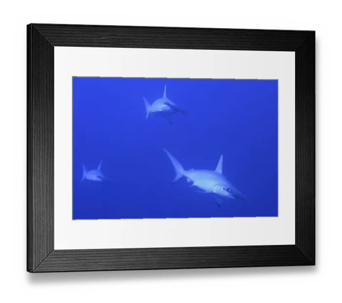 Framed Print : Scalloped hammerhead shark (Sphyrna lewini)