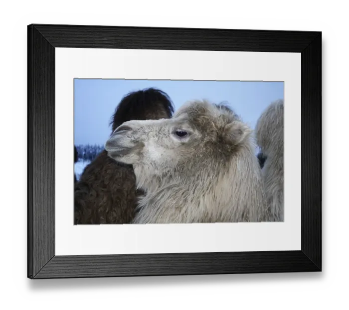 Framed Print : Bactrian camel (Camelus ferus) Framed Print : Bactrian camel (Camelus ferus)