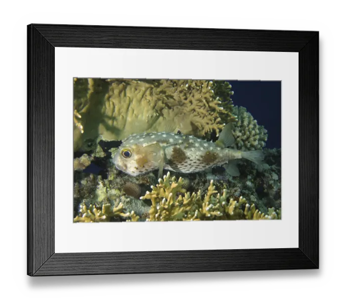 Framed Print : Yellow-spotted hogfish (Cyclichthys spilostylus) Framed Print : Yellow-spotted hogfish (Cyclichthys spilostylus)