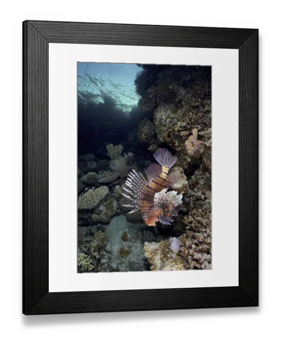 Framed Print : Common lionfish (Pterois miles)