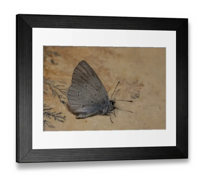 Framed Print : Dwarf Blue (Cupido minimus) Framed Print : Dwarf Blue (Cupido minimus)