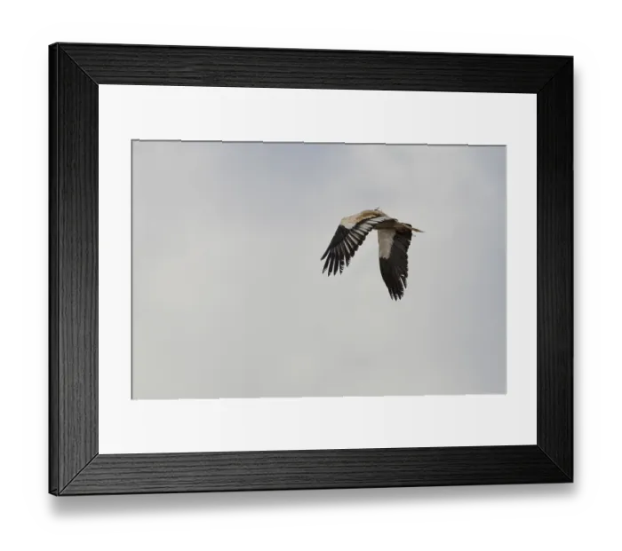 Framed Print : Egyptian Vulture (Neophron percnopterus)