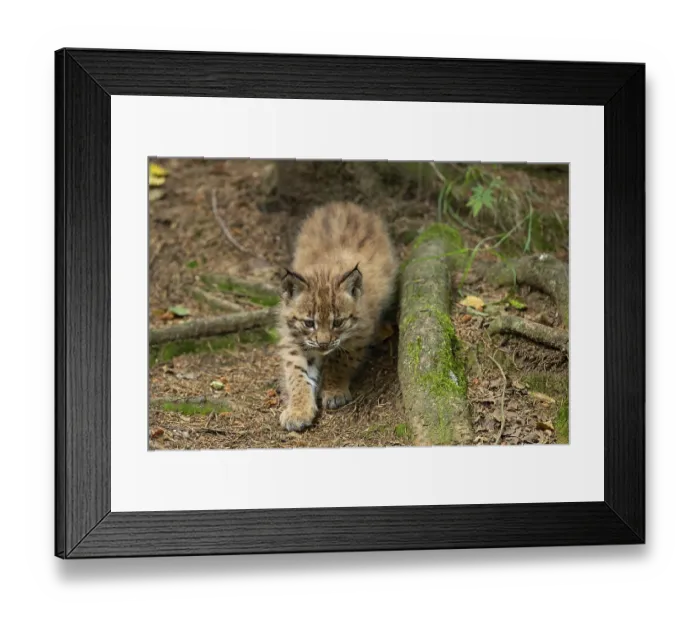 Framed Print : Eurasian lynx, northern lynx (Lynx lynx) Framed Print : Eurasian lynx, northern lynx (Lynx lynx)
