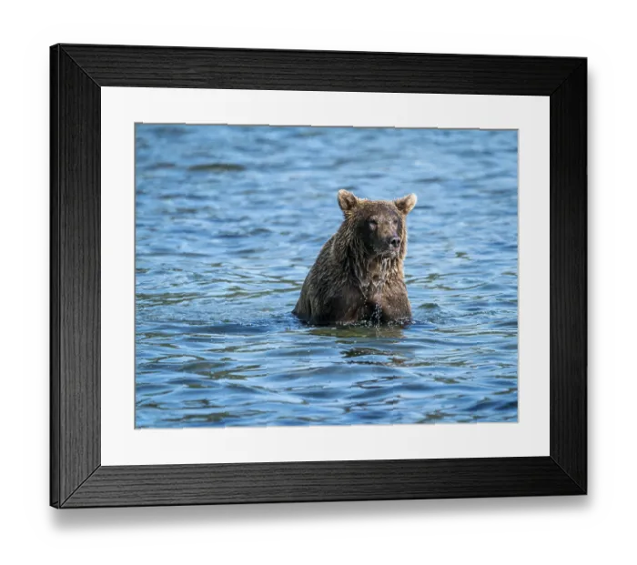 Framed Print : Alaskan grizzly bear (Ursus arctos horribilis)