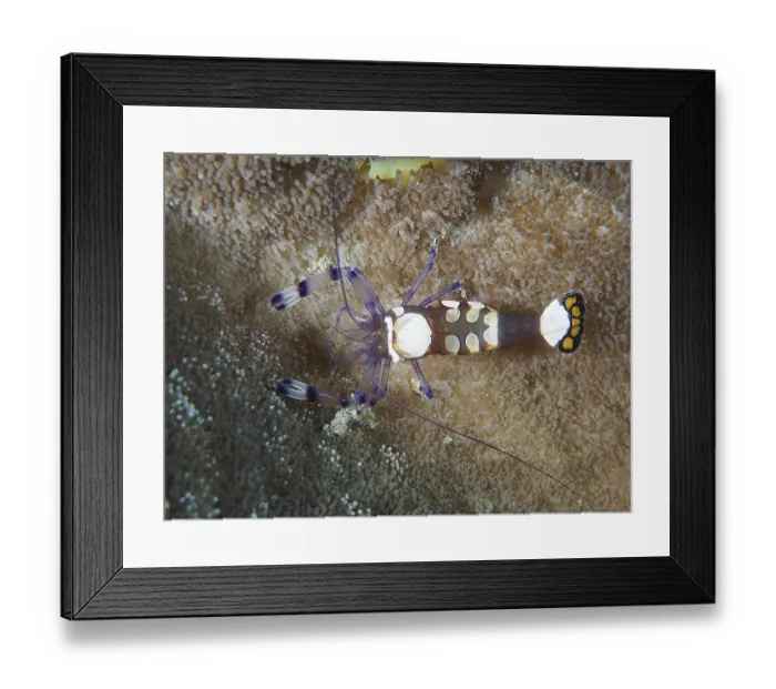 Framed Print : Peacock-eyed anemone shrimp (Ancylocaris brevicarpalis)