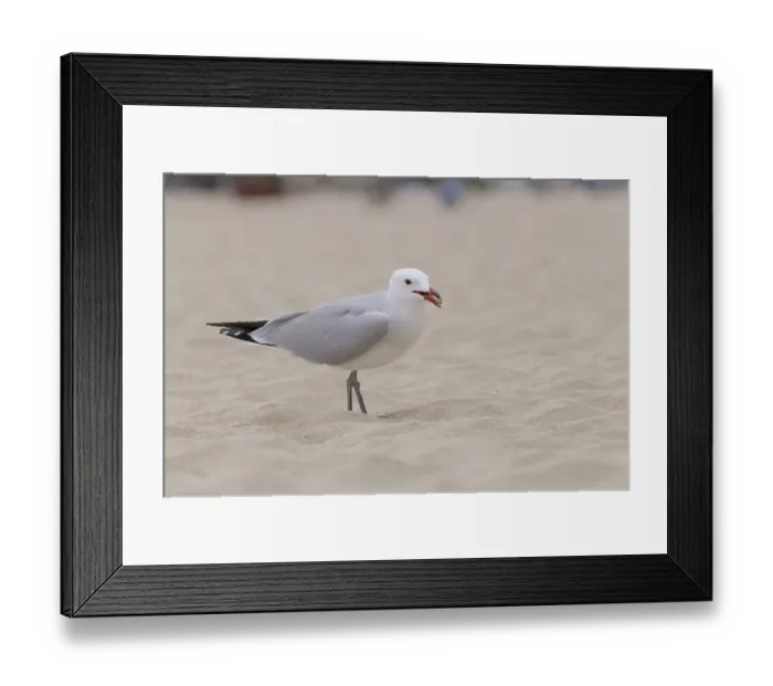 Framed Print : Audouin's gull (Ichthyaetus audouinii) Audouin's gull (Ichthyaetus audouinii)