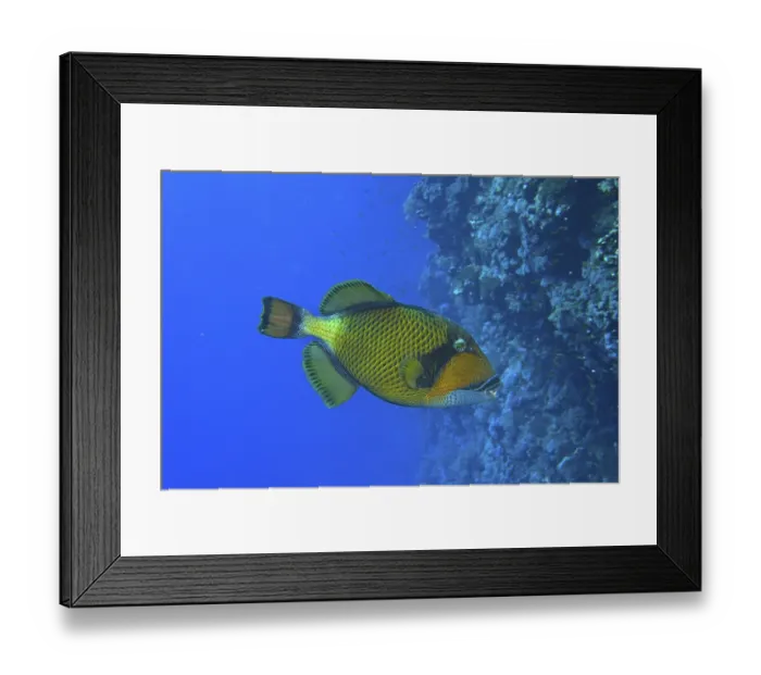Framed Print : Giant triggerfish (Balistoides viridescens) Framed Print : Giant triggerfish (Balistoides viridescens)