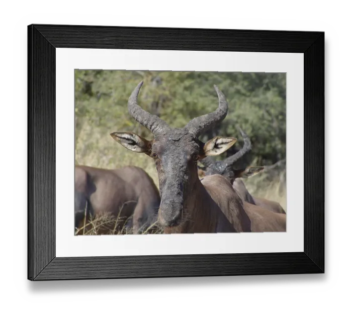 Framed Print : Lyrebird, crescent antelope (Damaliscus lunatus) Framed Print : Lyrebird, crescent antelope (Damaliscus lunatus)