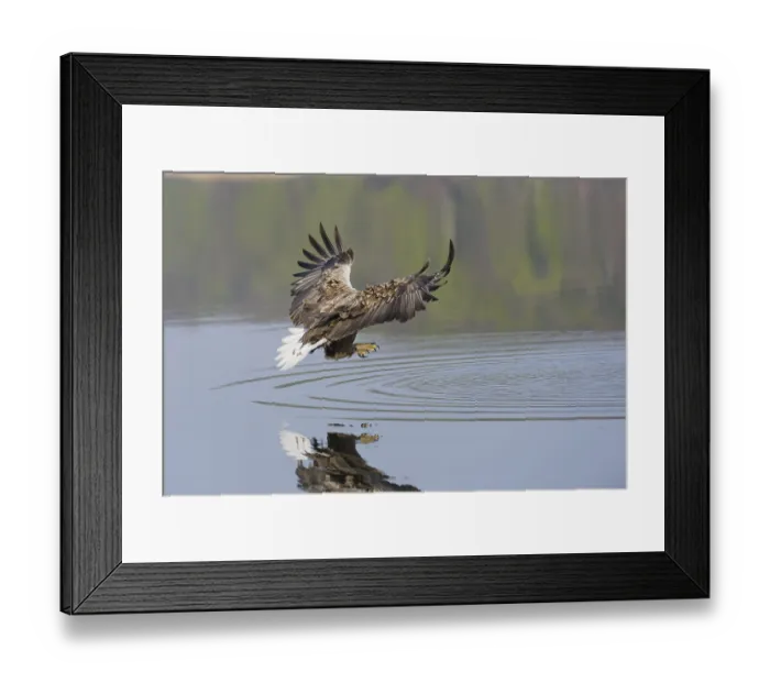 Framed Print : White-tailed eagle (Haliaeetus albicilla) Framed Print : White-tailed eagle (Haliaeetus albicilla)