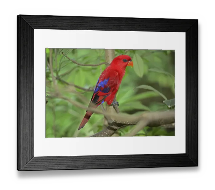 Framed Print : Red lorikeet (Eos rubra cyanonotha) Framed Print : Red lorikeet (Eos rubra cyanonotha)