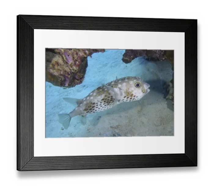 Framed Print : Yellow-spotted hogfish (Cyclichthys spilostylus)