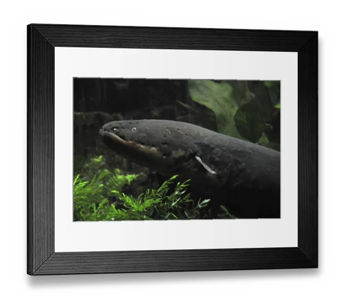 Framed Print : Electric eel (Electrophorus electricus) Framed Print : Electric eel (Electrophorus electricus)