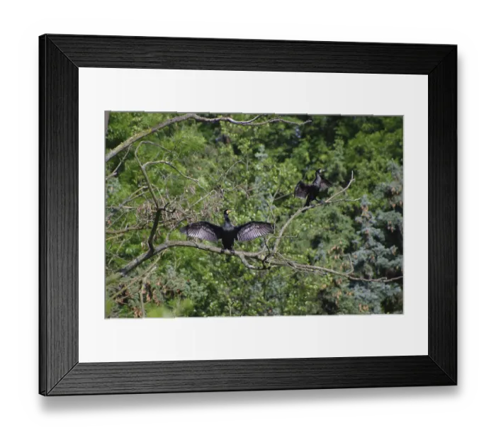 Framed Print : Cormorant (Phalacrocorax carbo)
