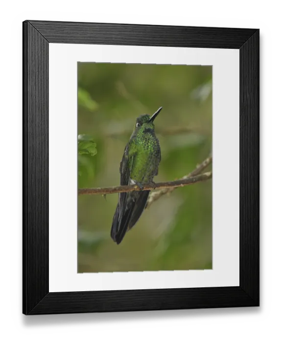 Framed Print : Emerald hummingbird, male adult (Chlorostilbon mellisugus)