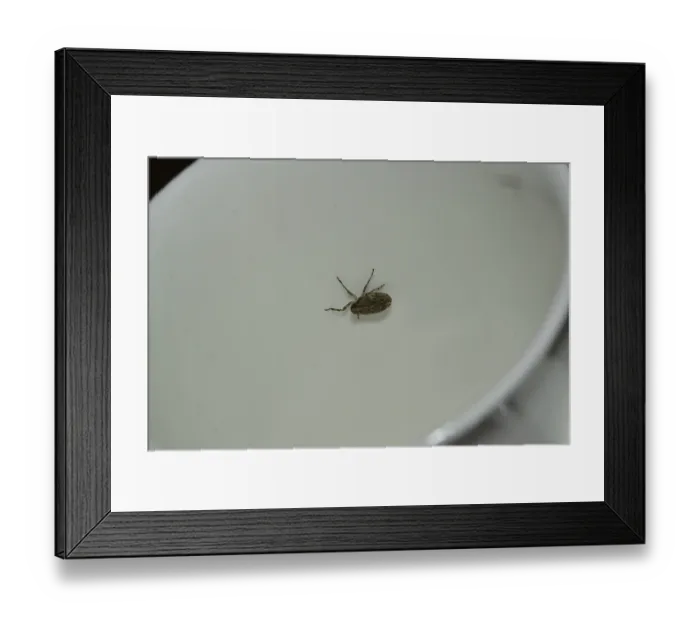 Framed Print : Issus coleoptratus (Issus coleoptratus) Framed Print : Issus coleoptratus (Issus coleoptratus)