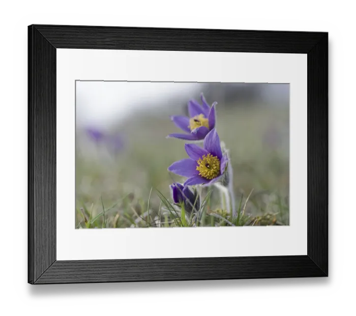 Framed Print : Common pasque flower (Pulsatilla vulgaris)