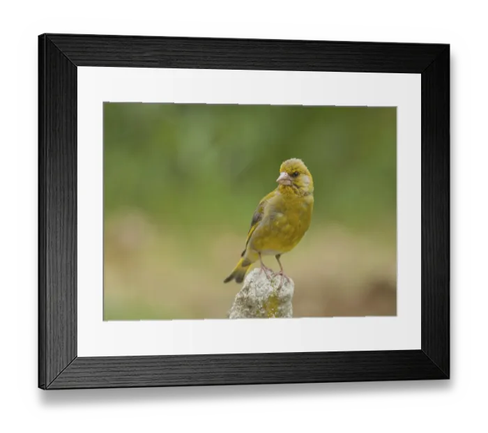 Framed Print : Greenfinch (Carduelis chloris)