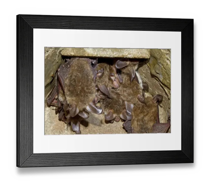 Framed Print : Bechstein's bat (Myotis bechsteinii) Bechstein's bat (Myotis bechsteinii)