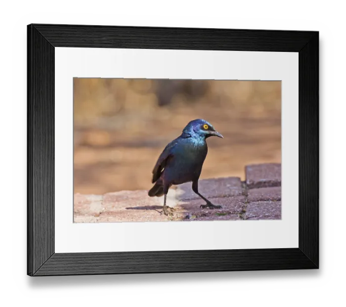 Framed Print : Green-tailed Glossy Starling (Lamprotornis chalybaeus)