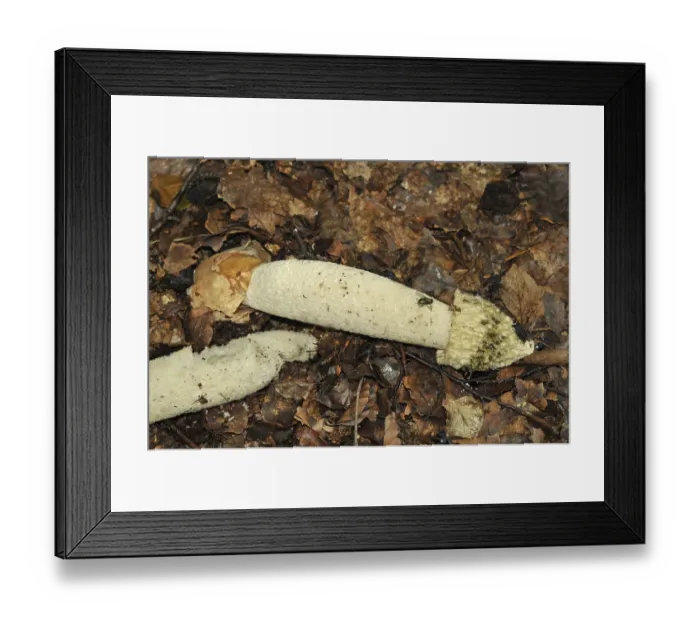 Framed Print : Common stinkhorn (Phallus impudicus)