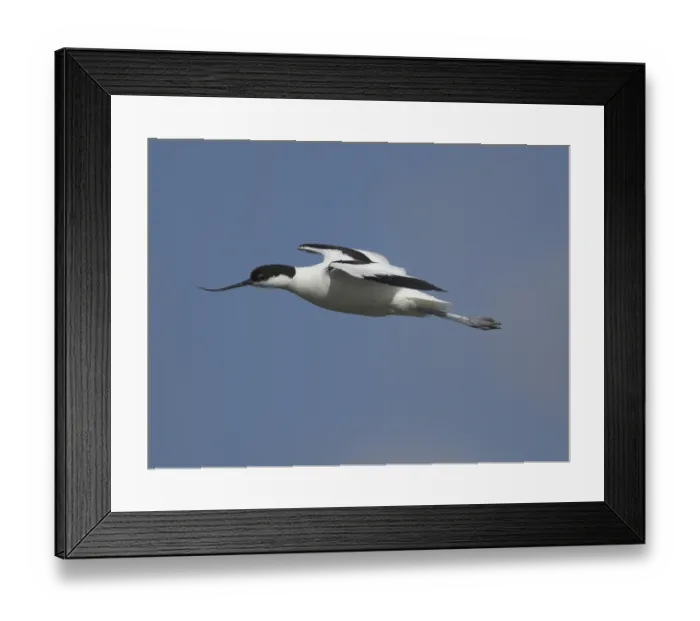 Framed Print : Avocet (Recurvirostra avosetta) Framed Print : Avocet (Recurvirostra avosetta)