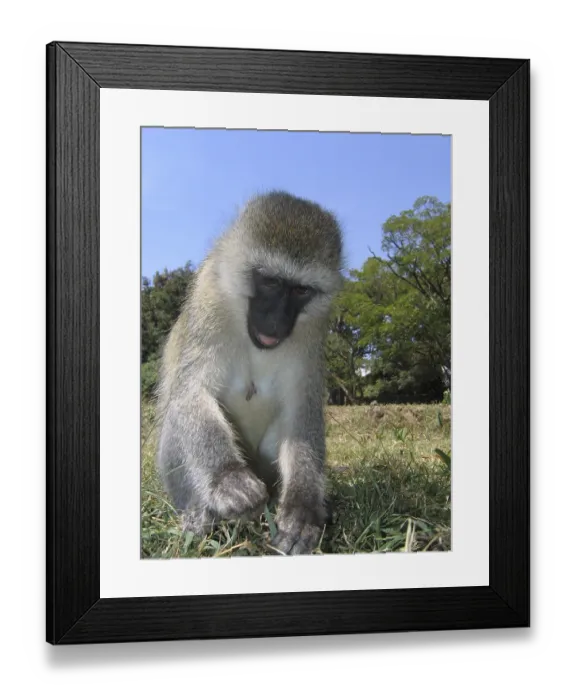 Framed Print : Vervet monkey (Chlorocebus pygerythrus) Framed Print : Vervet monkey (Chlorocebus pygerythrus)